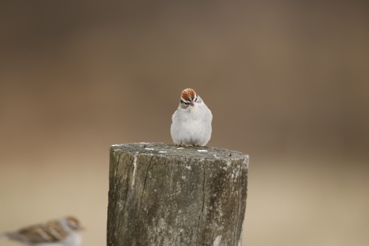 Chipping Sparrow - ML299974431