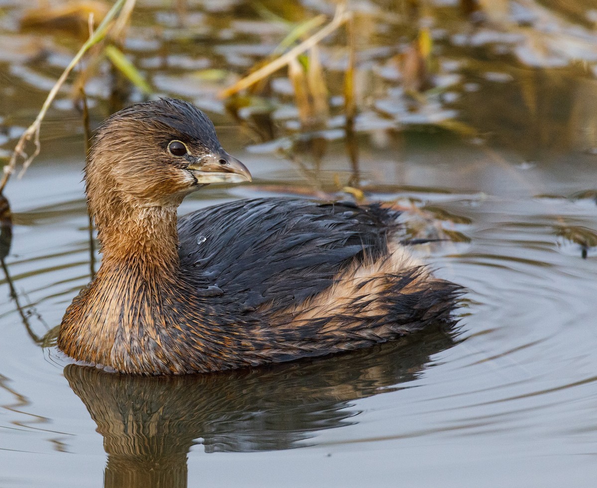 Pied-billed Grebe - Roger Windemuth
