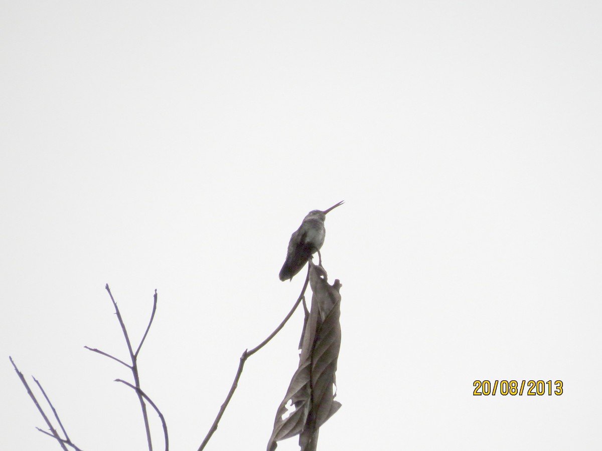 Many-spotted Hummingbird - Liao Tzu-Chiang