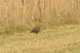Red-winged Tinamou, ML299977951