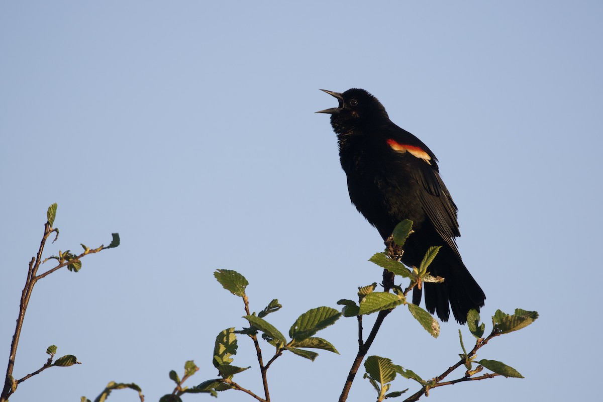 Red-winged Blackbird (Red-winged) - Eric Heisey