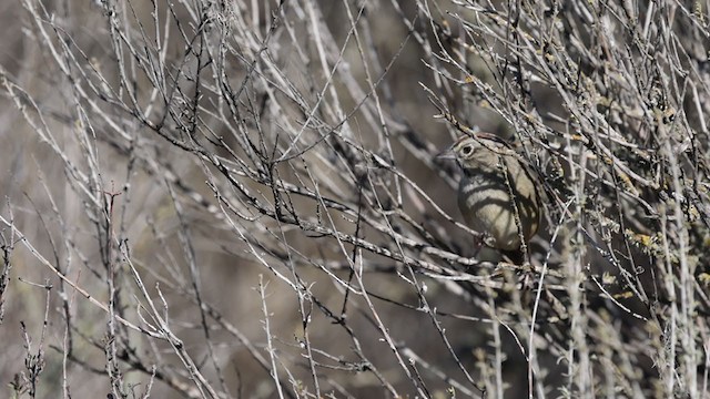 Rufous-crowned Sparrow - ML299978901