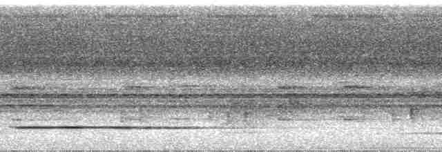 Tinamou de Bartlett - ML29998