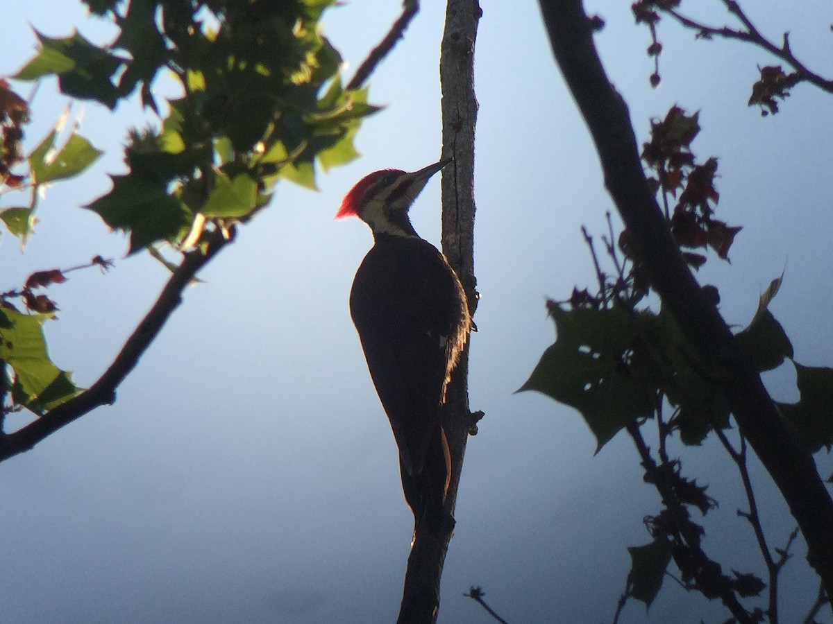 Pileated Woodpecker - Daniel Hinnebusch