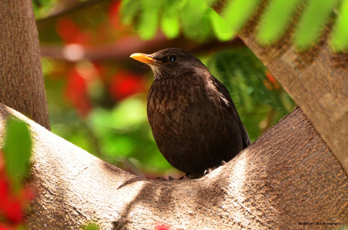 Eurasian Blackbird - Watter AlBahry