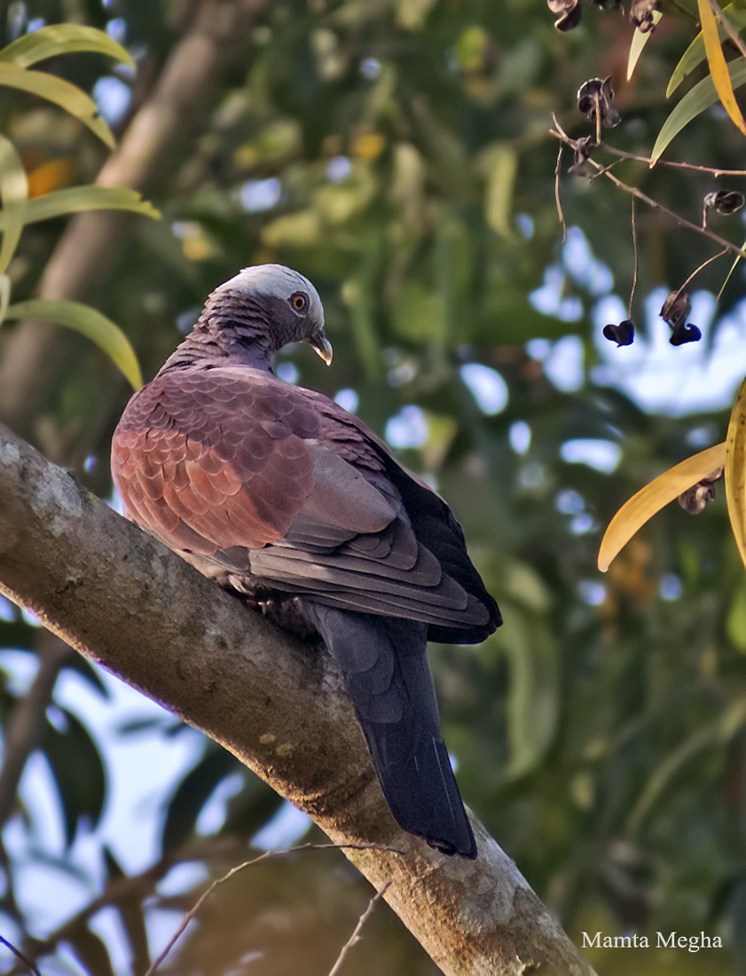 Pale-capped Pigeon - ML29999881