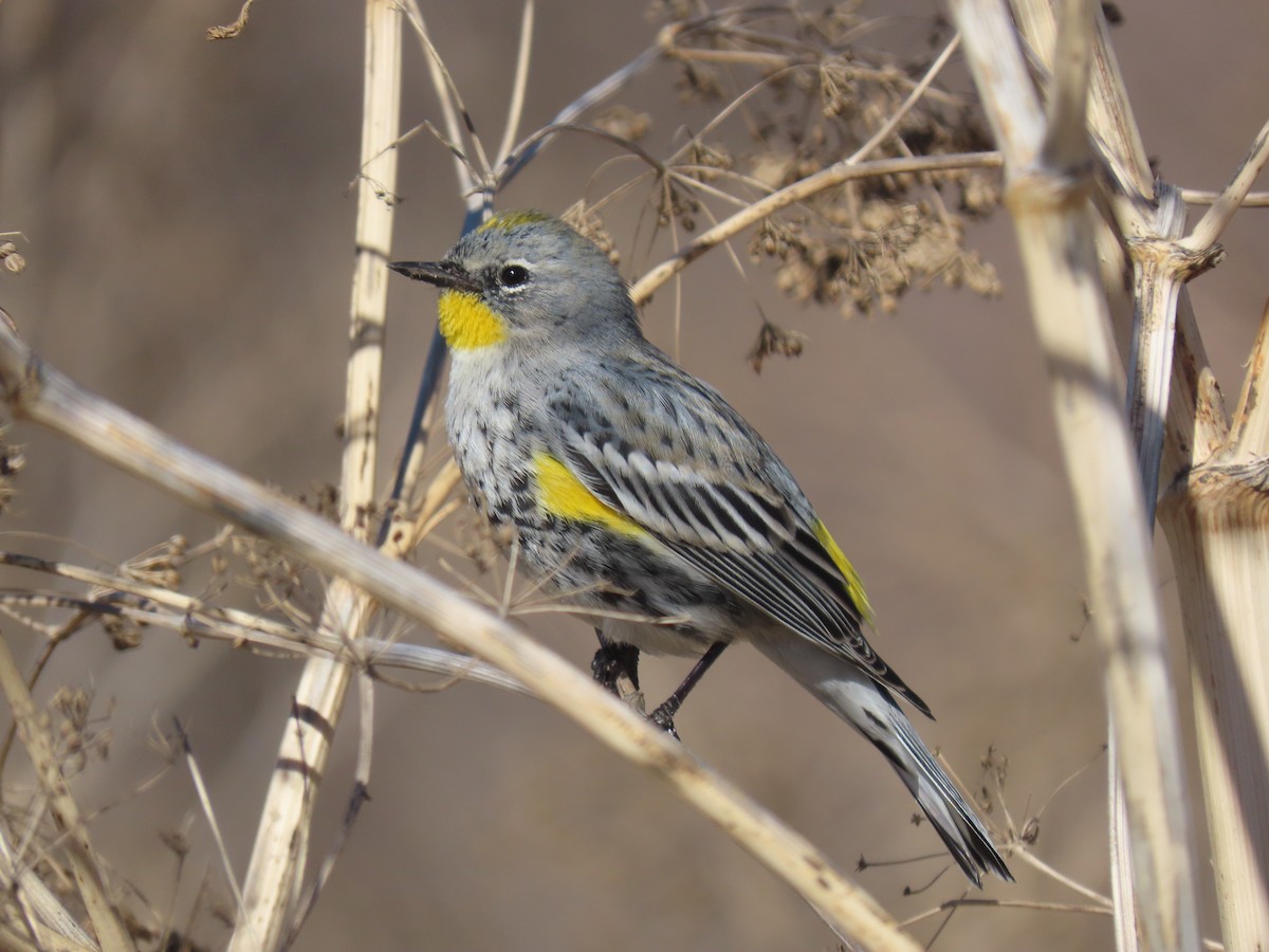 Yellow-rumped Warbler (Audubon's) - ML299999731