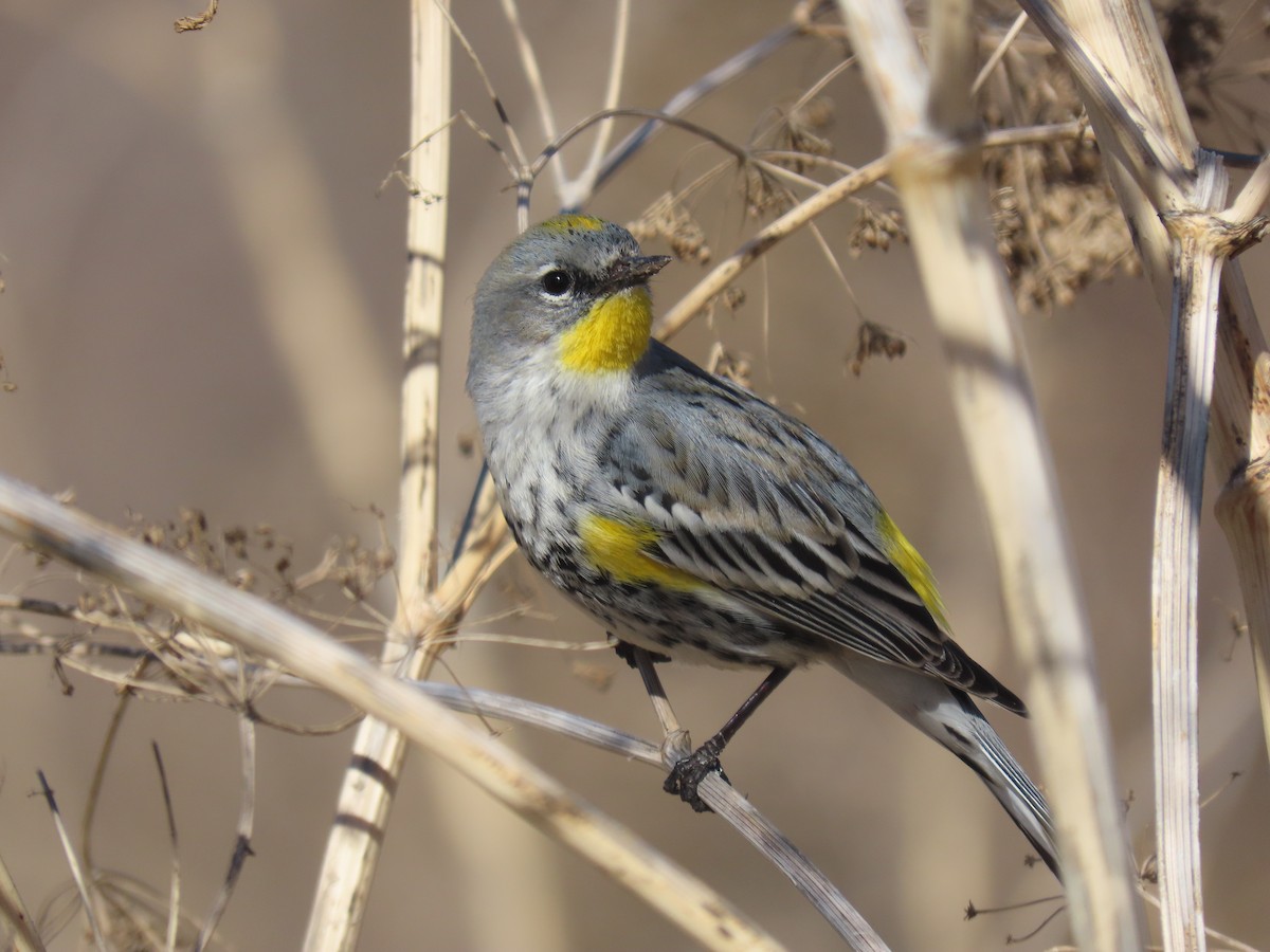 Yellow-rumped Warbler (Audubon's) - ML299999801