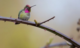  - Anna's Hummingbird