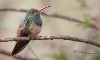  - Buff-bellied Hummingbird