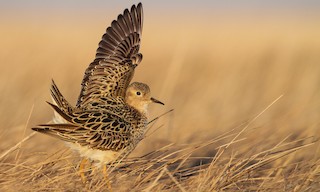  - Buff-breasted Sandpiper