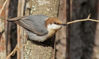  - Brown-headed Nuthatch