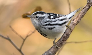 - Black-and-white Warbler