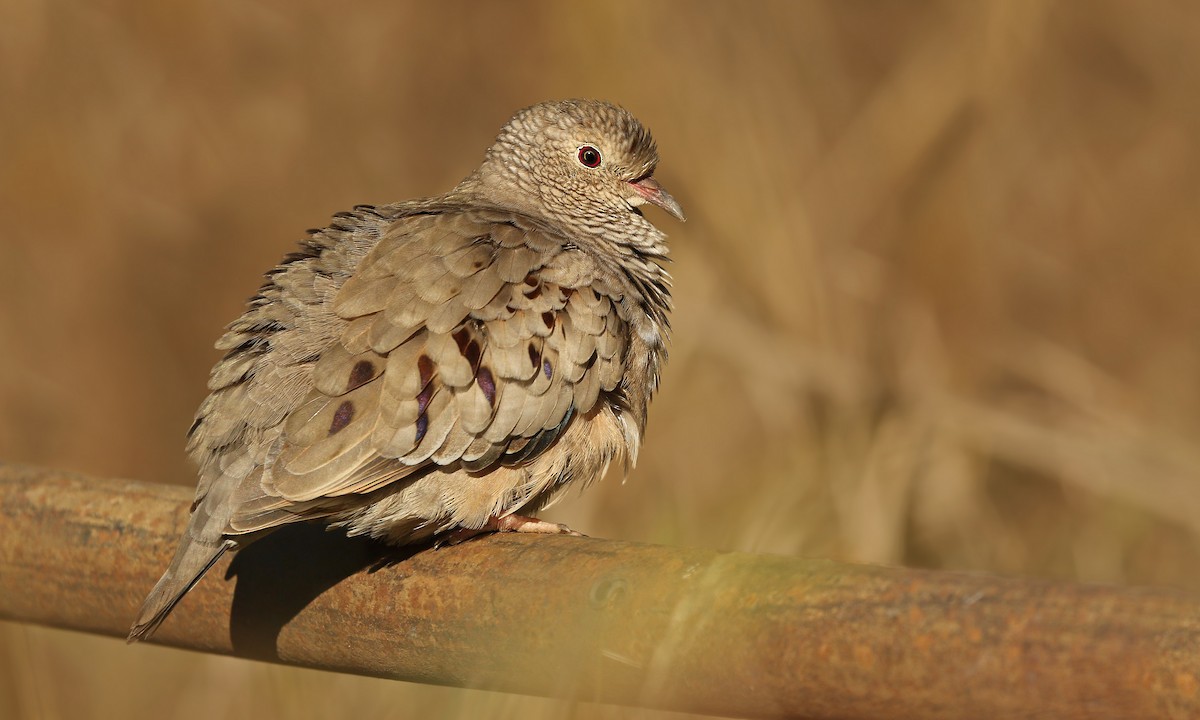 Common Ground Dove Columbina Passerina Birds Of The World