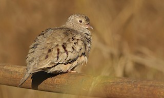  - Common Ground Dove