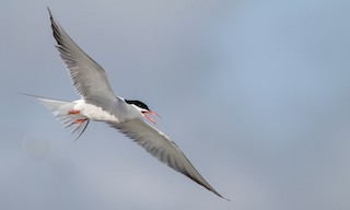  - Common Tern