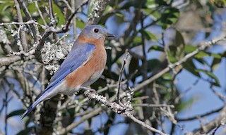  - Eastern Bluebird