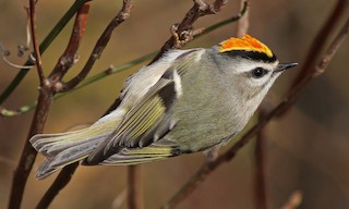  - Golden-crowned Kinglet