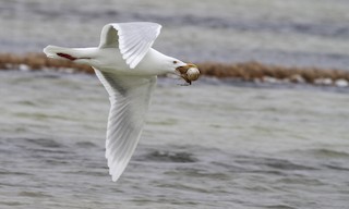  - Glaucous Gull