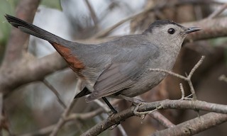  - Gray Catbird