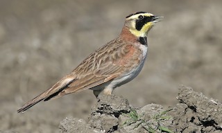  - Horned Lark