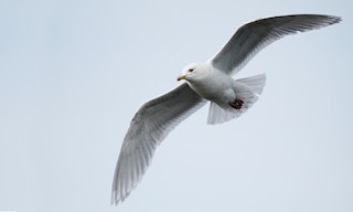  - Iceland Gull (kumlieni/glaucoides)