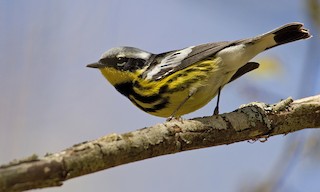  - Magnolia Warbler