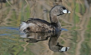  - Pied-billed Grebe