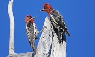 Red Breasted Sapsucker Sphyrapicus Ruber Birds Of The World