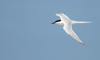  - Roseate Tern