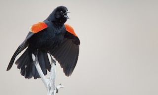  - Red-winged Blackbird