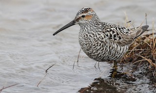  - Stilt Sandpiper