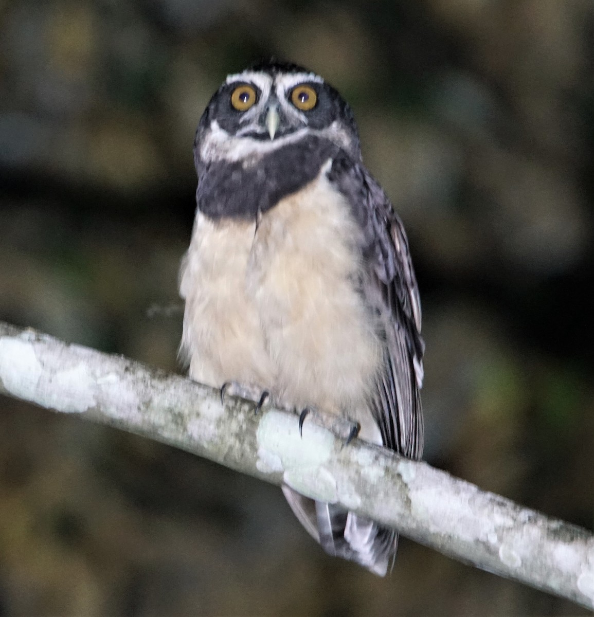 Spectacled Owl - Peter Kavouras