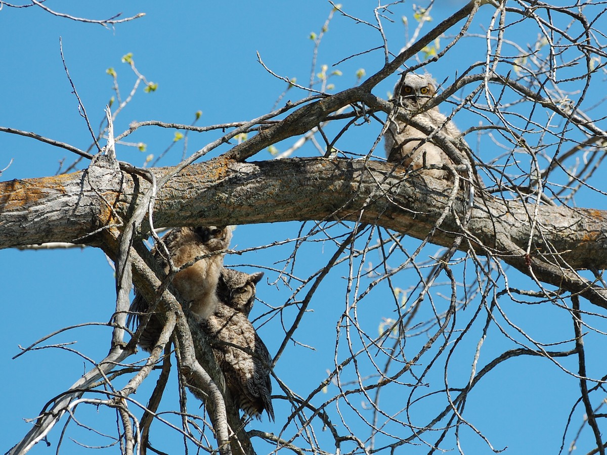 Great Horned Owl - ML300012861