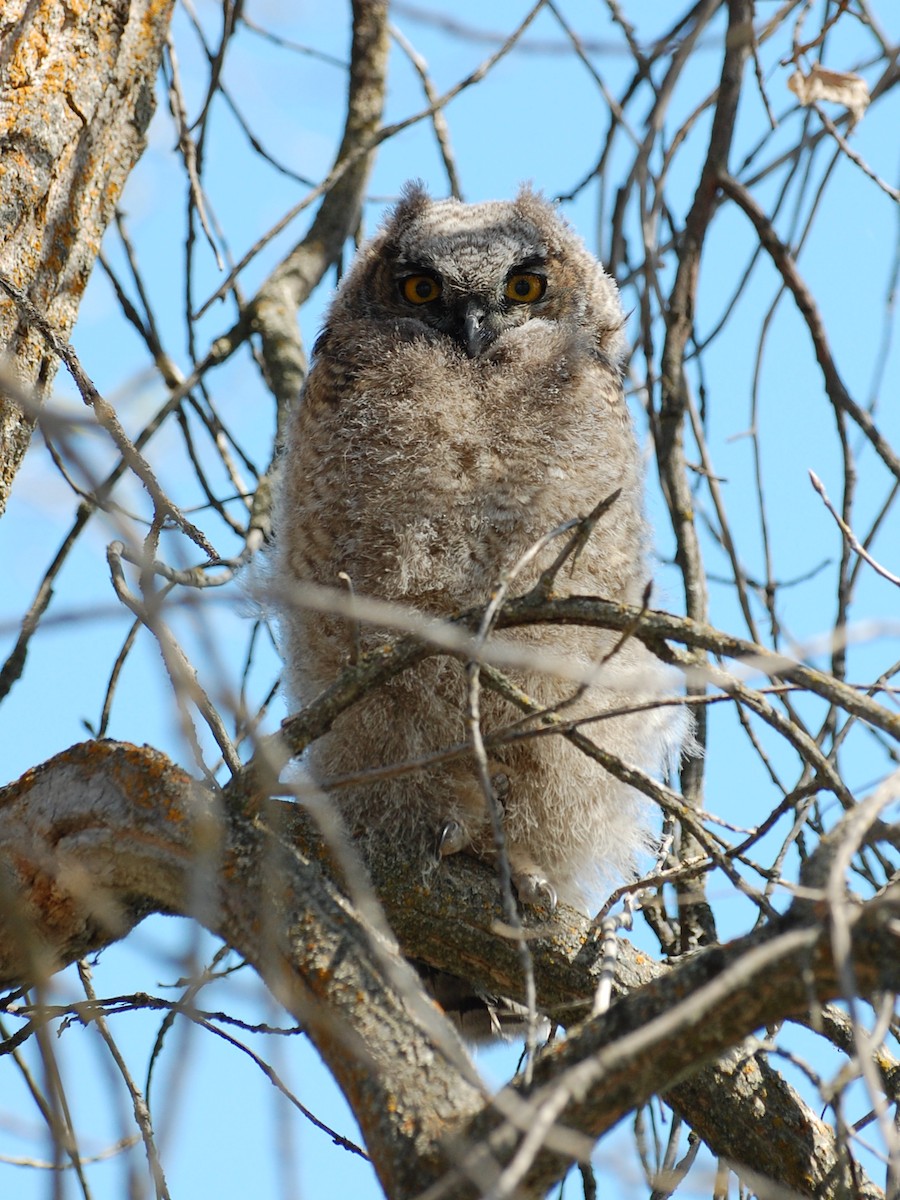 Great Horned Owl - ML300013151