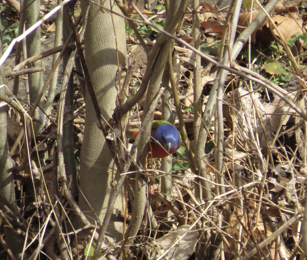 Painted Bunting - Leslie Starr