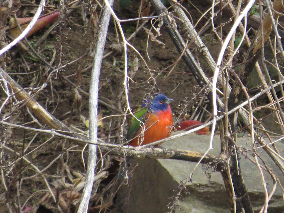Painted Bunting - ML300014801