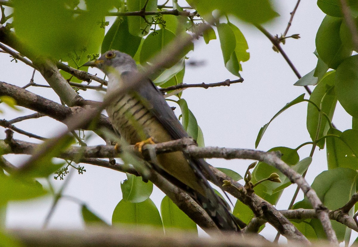 Common Cuckoo - Ashish John