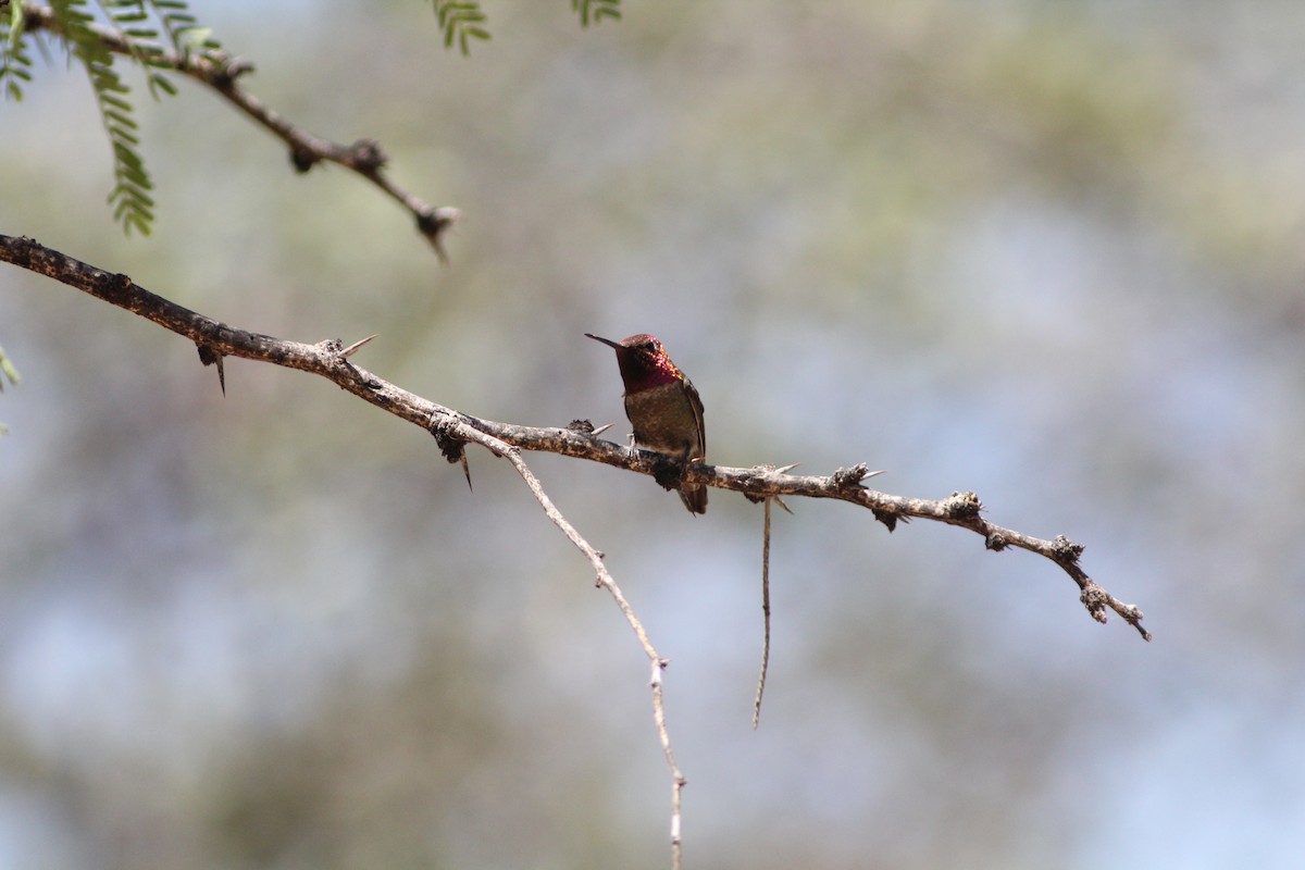 Anna's Hummingbird - ML300019851