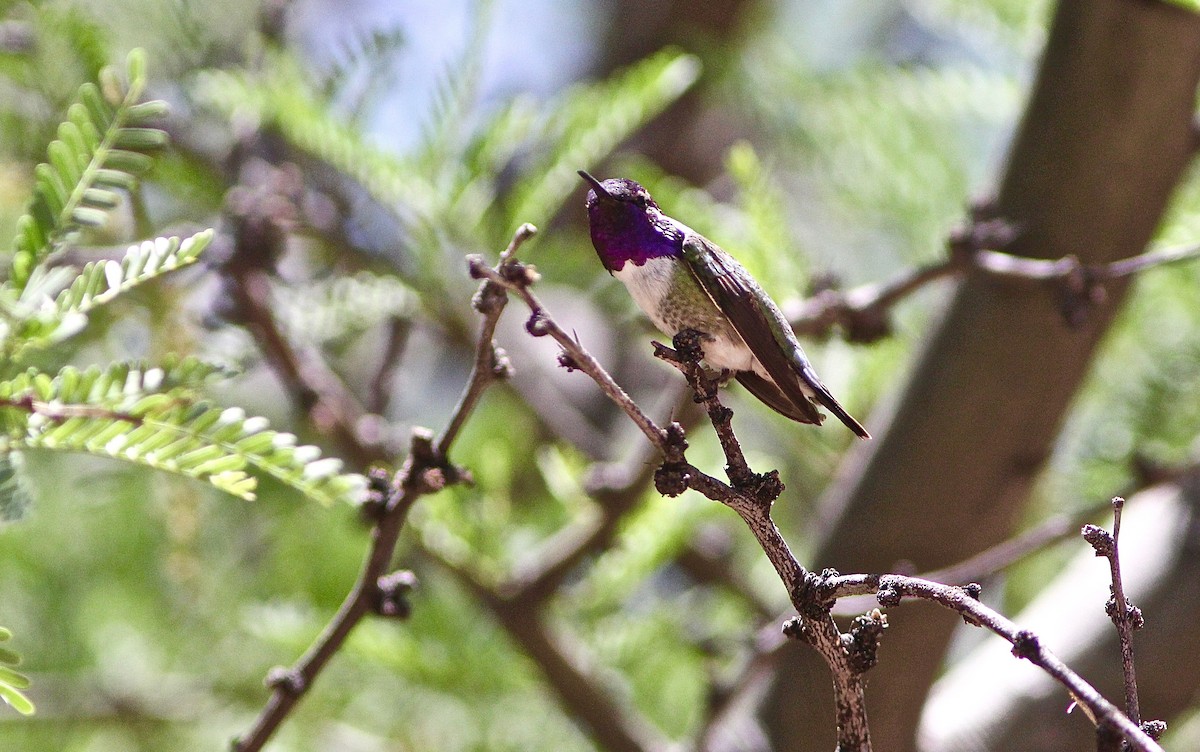Costa's Hummingbird - ML300020011
