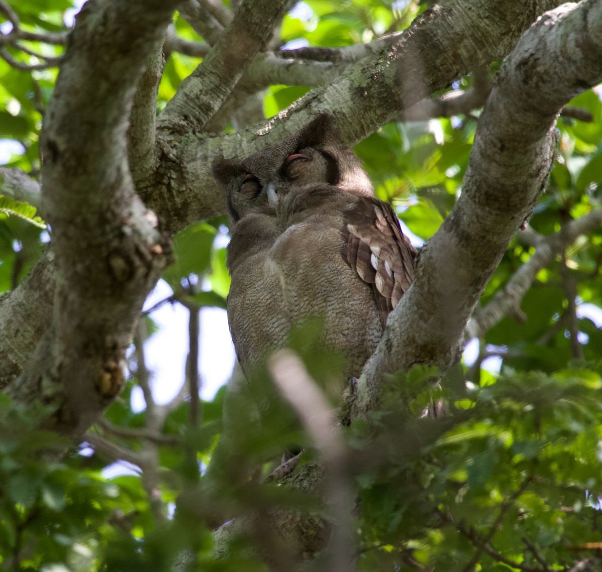 Verreaux's Eagle-Owl - ML300027061