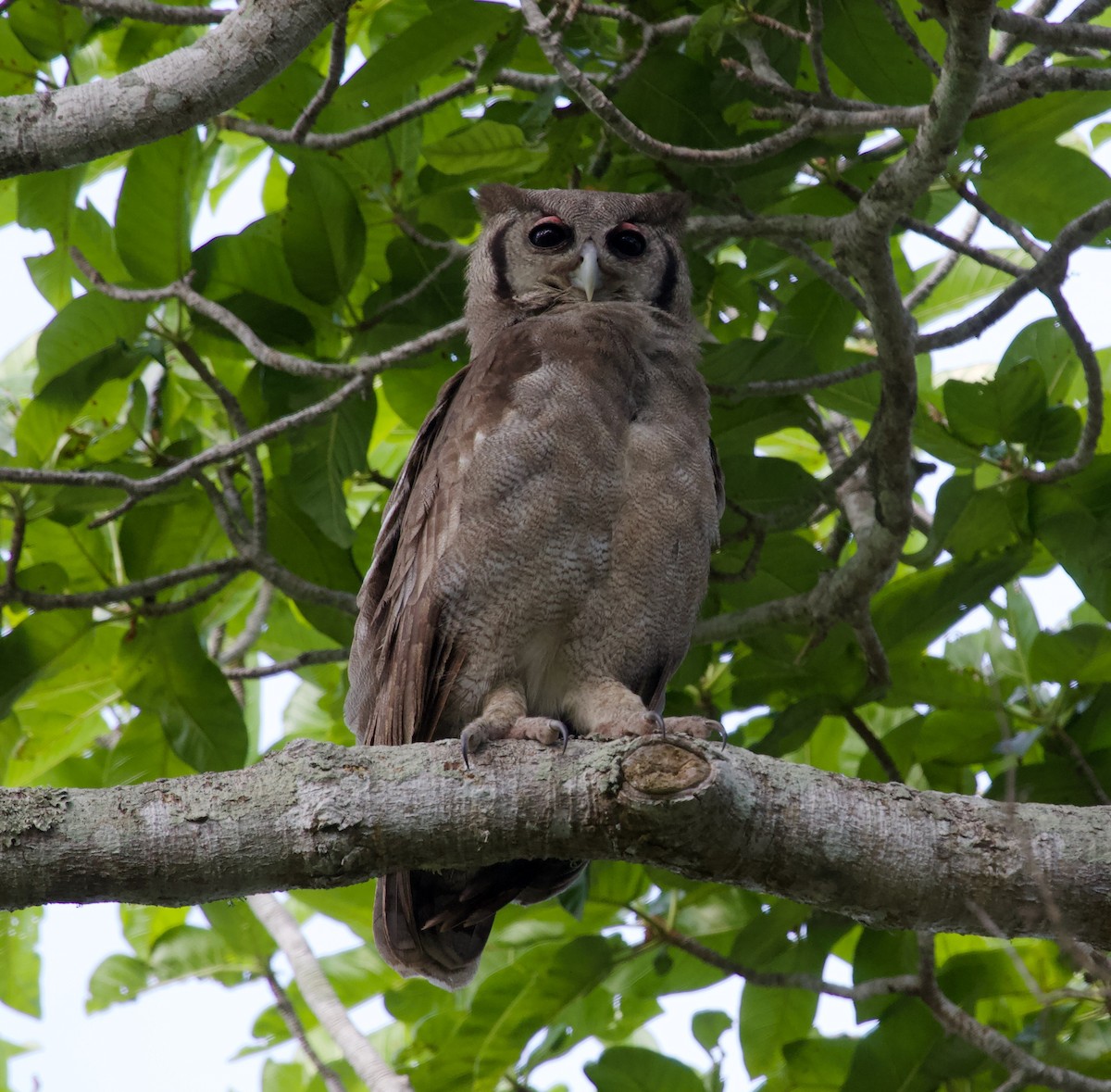 Verreaux's Eagle-Owl - ML300027091