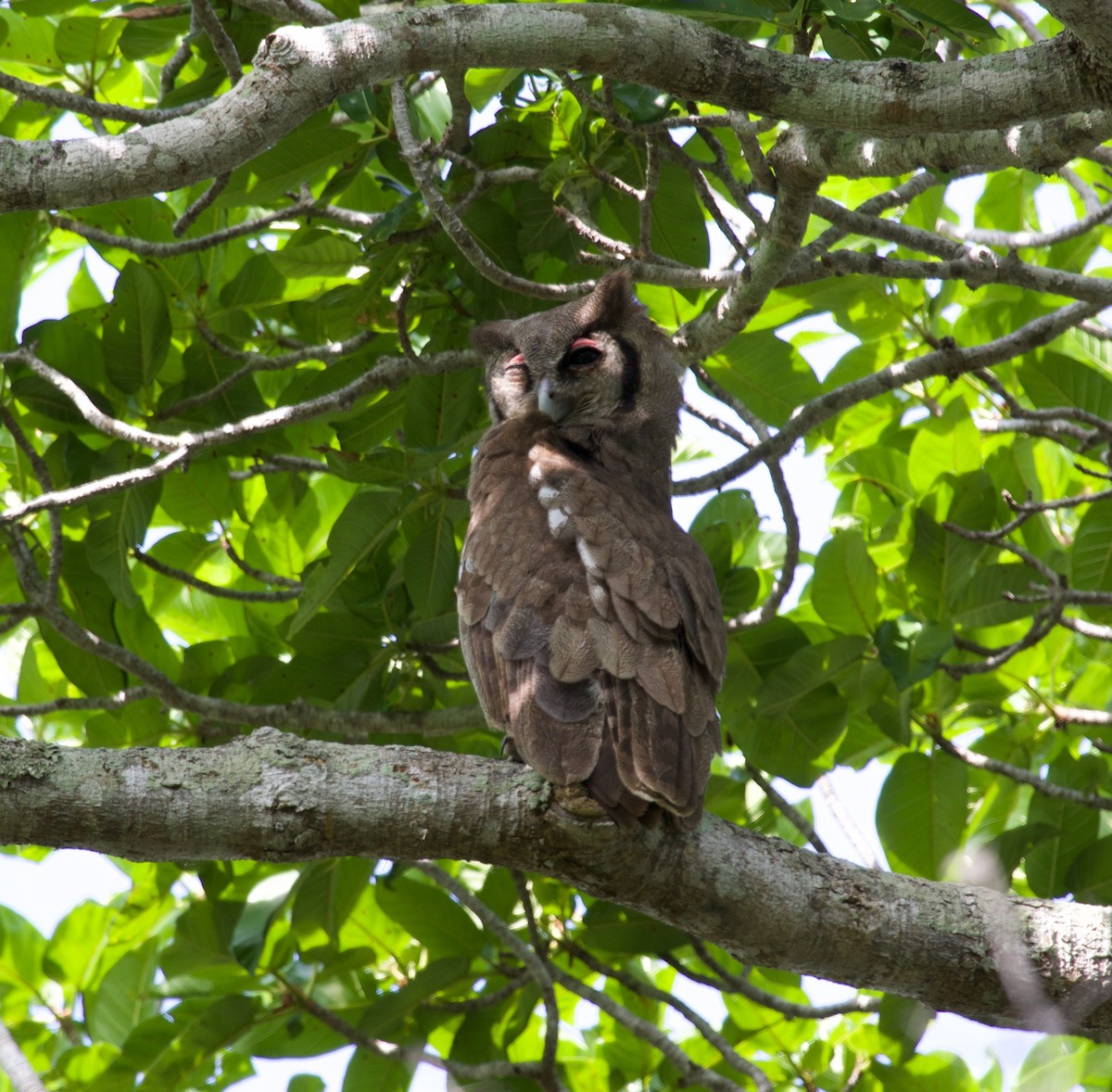 Verreaux's Eagle-Owl - ML300027121