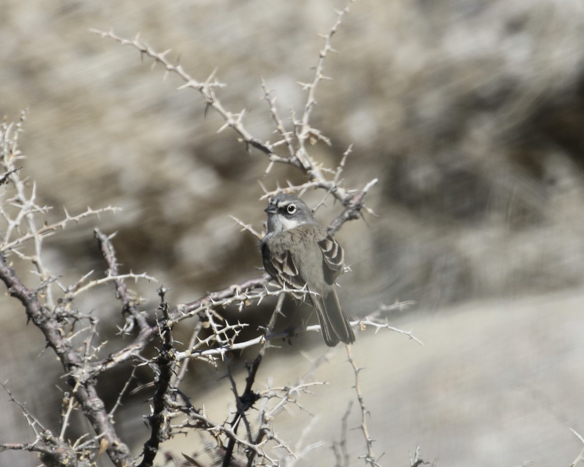 Sagebrush/Bell's Sparrow (Sage Sparrow) - ML300034941