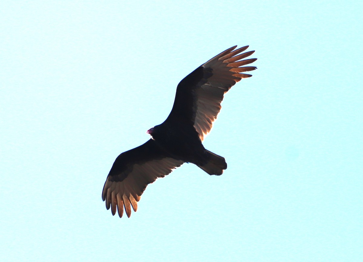 Turkey Vulture - ML300038921