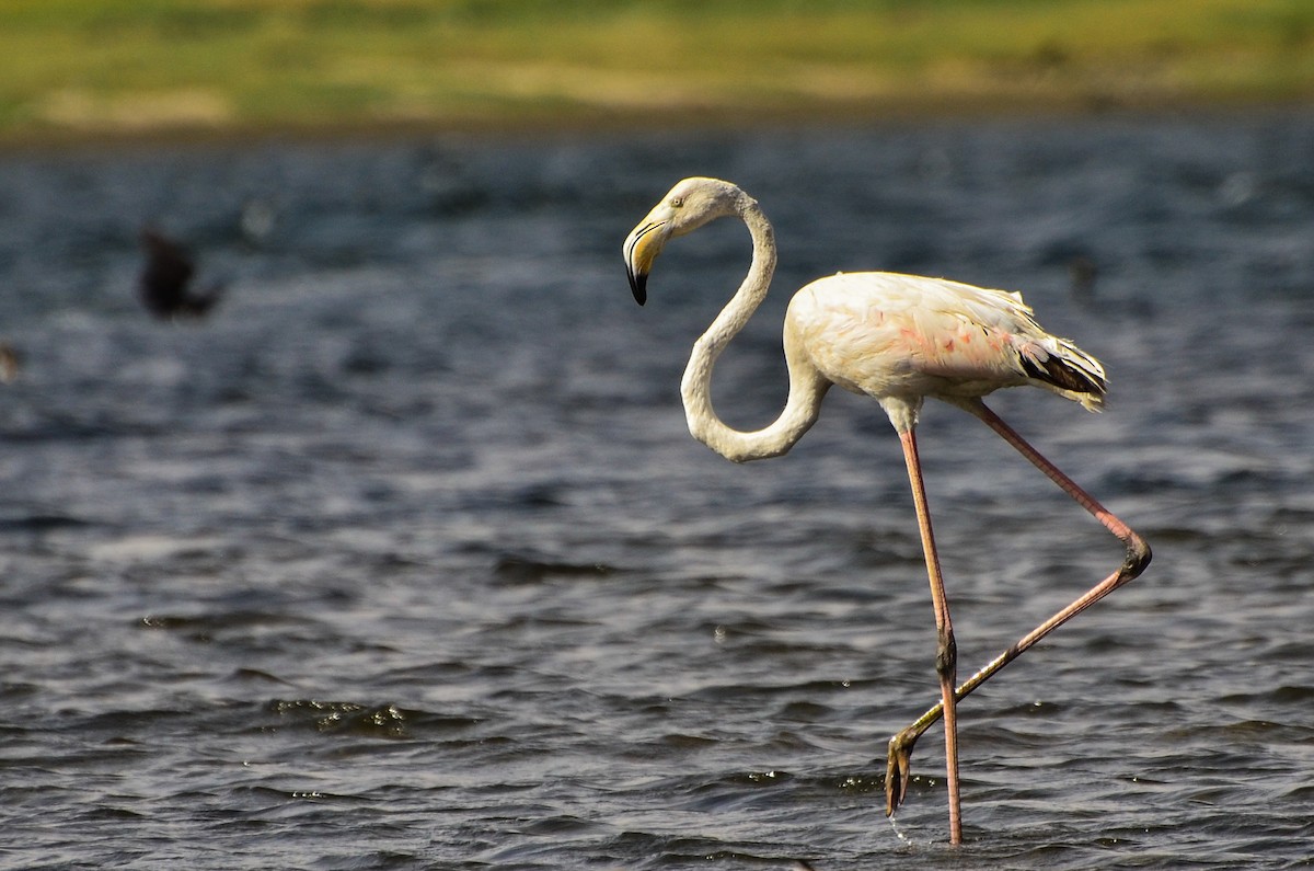 Greater Flamingo - Watter AlBahry