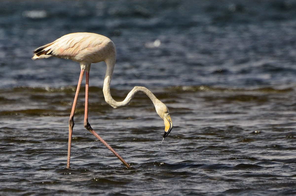 Greater Flamingo - ML300040821