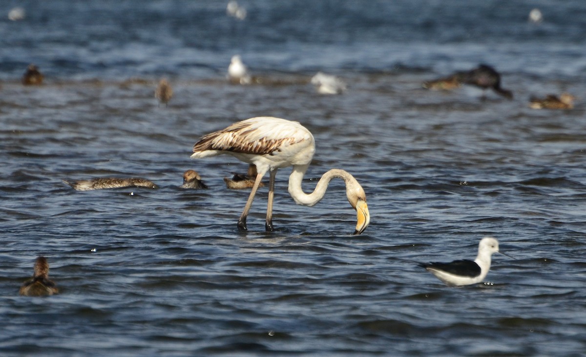 Greater Flamingo - ML300040951