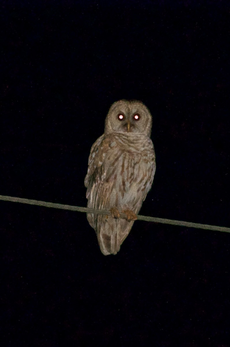 Barred Owl - Brandon Trentler