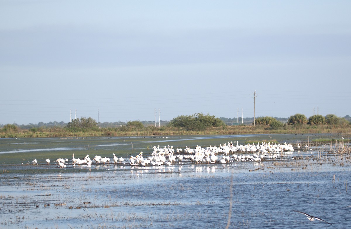 pelikán severoamerický - ML300046451